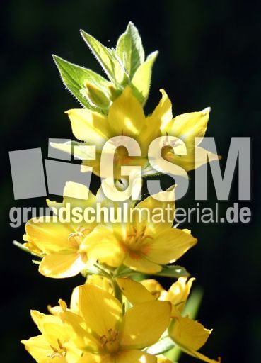 Goldfelberich-2.JPG